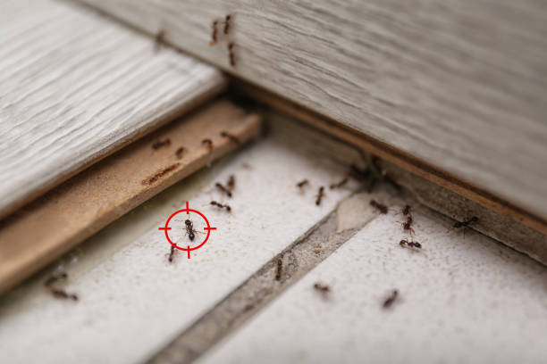 Best Wildlife Control Services  in Forsyth, IL
